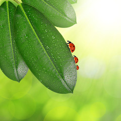 Ficus leaves with dew drops and ladybugs on green natural background