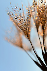 Dewy dandelion flower at sunrise close up © vencav
