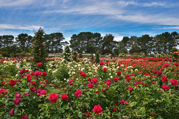 Naklejka premium Victoria State Rose Garden