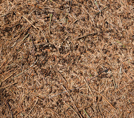 Ants on the ground