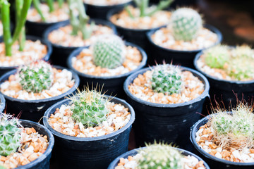 Cactus in pots in home garden