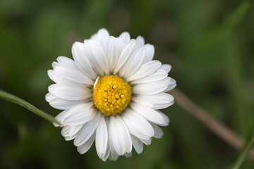 Obraz premium Gänseblümchen