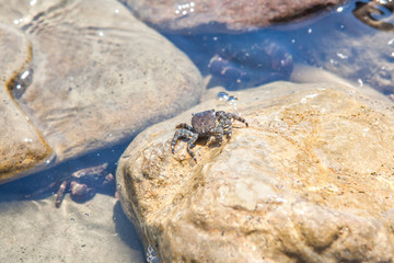 crab on the stone