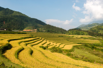 Terraced rice field in rice season in Sapa, Vietnam