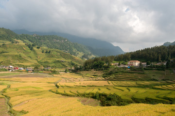 Obraz premium Terraced rice field in rice season in Sapa, Vietnam