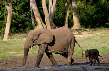 Fototapeta premium Female elephant with a baby. Central African Republic. Republic of Congo. Dzanga-Sangha Special Reserve. An excellent illustration.