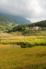 Fototapeta na wymiar Terraced rice field in rice season in Sapa, Vietnam