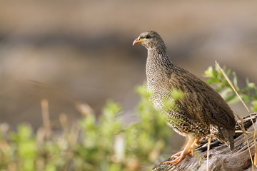 Natal francolin in Kruger National park