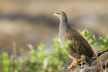 Natal francolin in Kruger National park