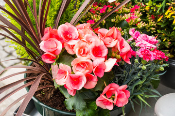 various plant in flower shop