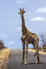 Obraz premium Giraffe in Kruger National park
