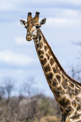 Giraffe in Kruger National park