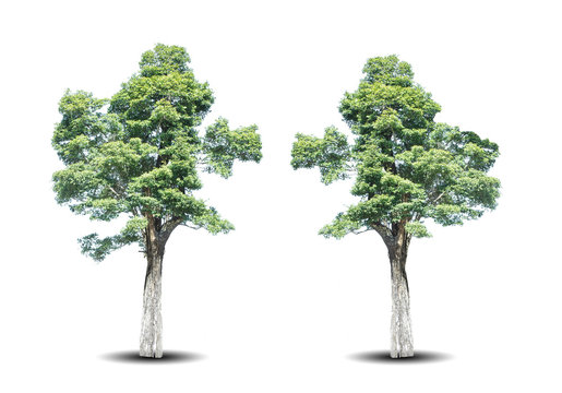 two green trees isolated on white background