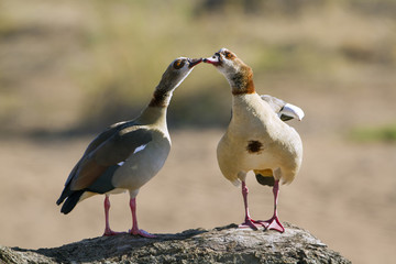 Egyptian Goose in Kruger National park