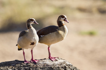 Egyptian Goose in Kruger National park