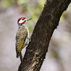Bennett s Woodpeckerin Kruger National park