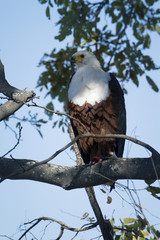African fish eagle in Kruger National park