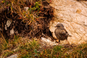 Ptaszek na szczycie © marhad84