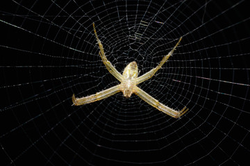 Spider on area wildlife sanctuary in Thailand.