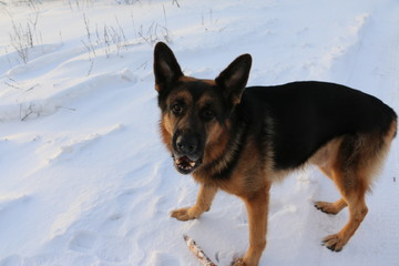 Собака овчарка, стоящая на снегу рядом с палкой и смотрящая вверх