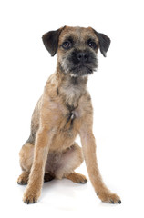 purebred border terrier