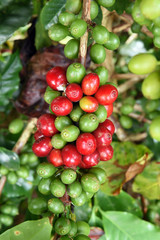 Coffee beans ripening on a tree.