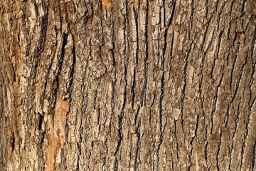  bark of the oak tree