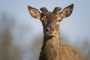 Portrait de cerf en velours