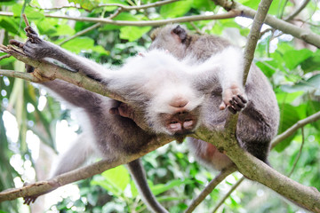 monkey enjoys a massage - stock image.