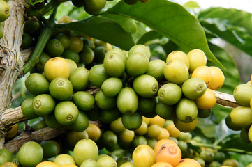 Yellow and green beans coffee on a tree.