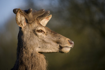 Portrait de cerf en velours