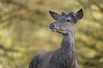 Portrait de cerf en velours