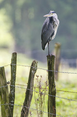 Héron à l'affût sur un piquet de clôture
