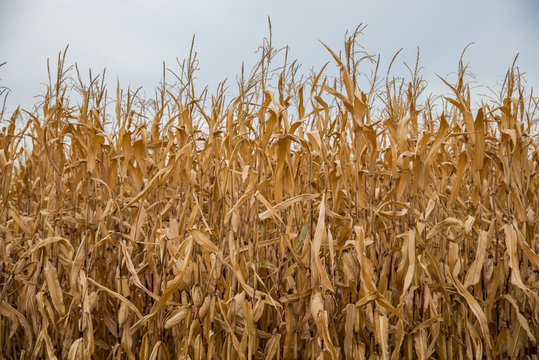 Wheat field. Bad weather