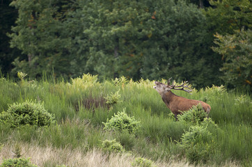Cerf qui brame en forêt