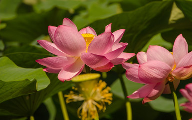 Цветущие лотосы