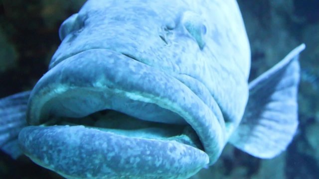 The Dusky Grouper (Epinephelus marginatus, formerly Epinephelus gigas), or Merou is the best known grouper of the African coast. Closeup of tropical reef fish.