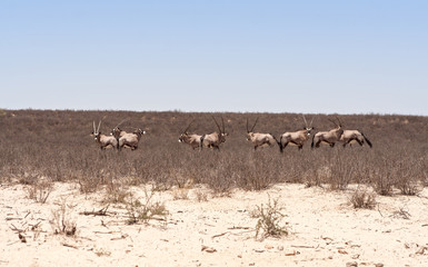 Fototapeta na wymiar herd of Oryx antelope in the Kalahari desert, souh africa