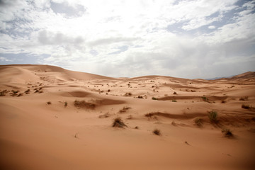 Fototapeta na wymiar The Sahara6