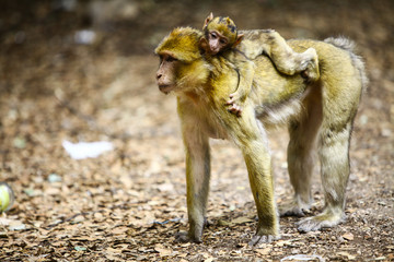 Macaque monkey in Morocco