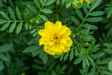 Single yellow flower