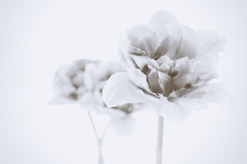 Beautiful spring flowers. Retro effect