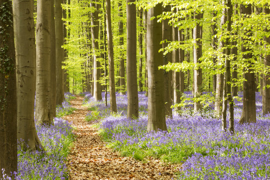 Path through a blooming bluebell forest in Belgium
