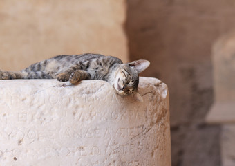 Greek cat sleeping on a stone on the island of Rhodes
