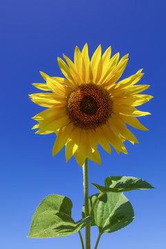 Flower of sunflower against a blue sky.