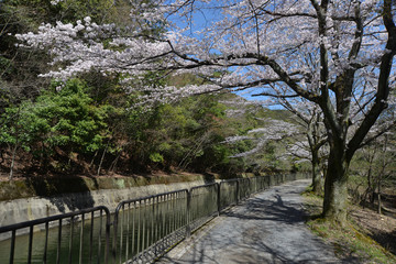 春の山科疏水