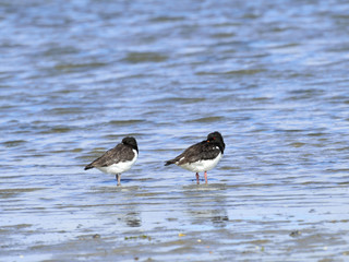 Oystercatcher