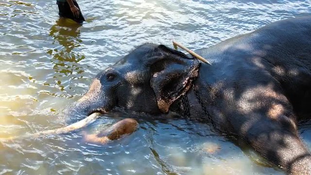「Bullhook」の写真素材 | 23件の無料イラスト画像 | Adobe Stock