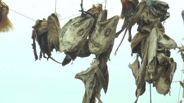 stockfish drying on a wooden rack in iceland