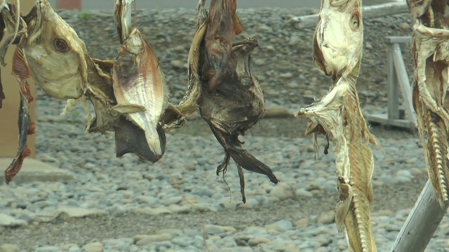 drying stockfish on wooden rack in iceland